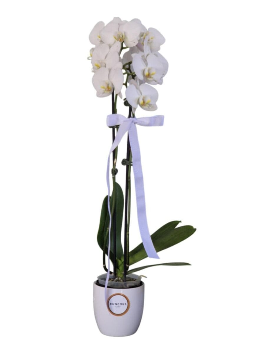 Potted Phalaenopsis Orchid in Ceramic Pot