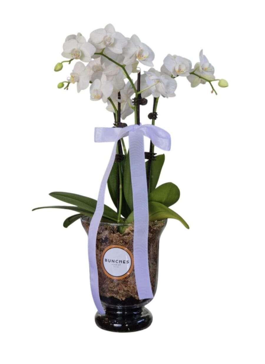 Potted Phalaenopsis Orchid in Glass Jar