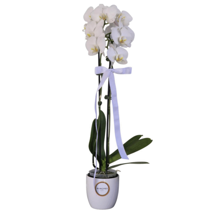 potted-phalaenopsis-orchid-in-ceramic-pot