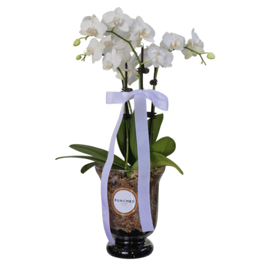 potted-phalaenopsis-orchid-in-glass-jar